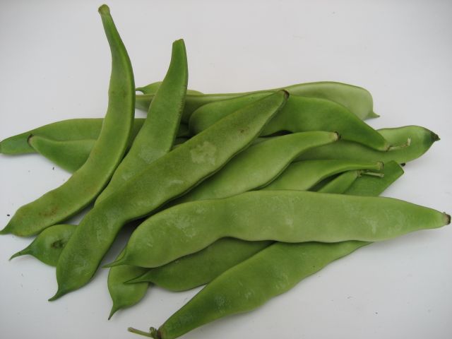 モロッコ菜豆